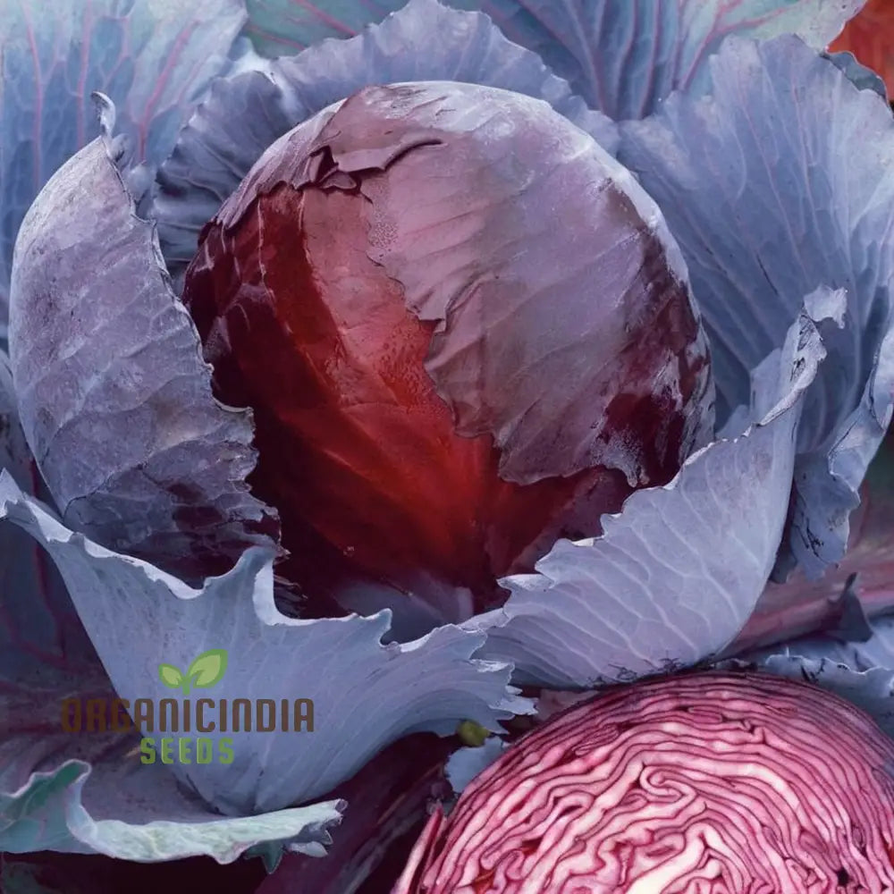 Red Cabbage Vegetable Seeds Cultivating Vibrant And Nutrient-Rich Additions To Your Garden