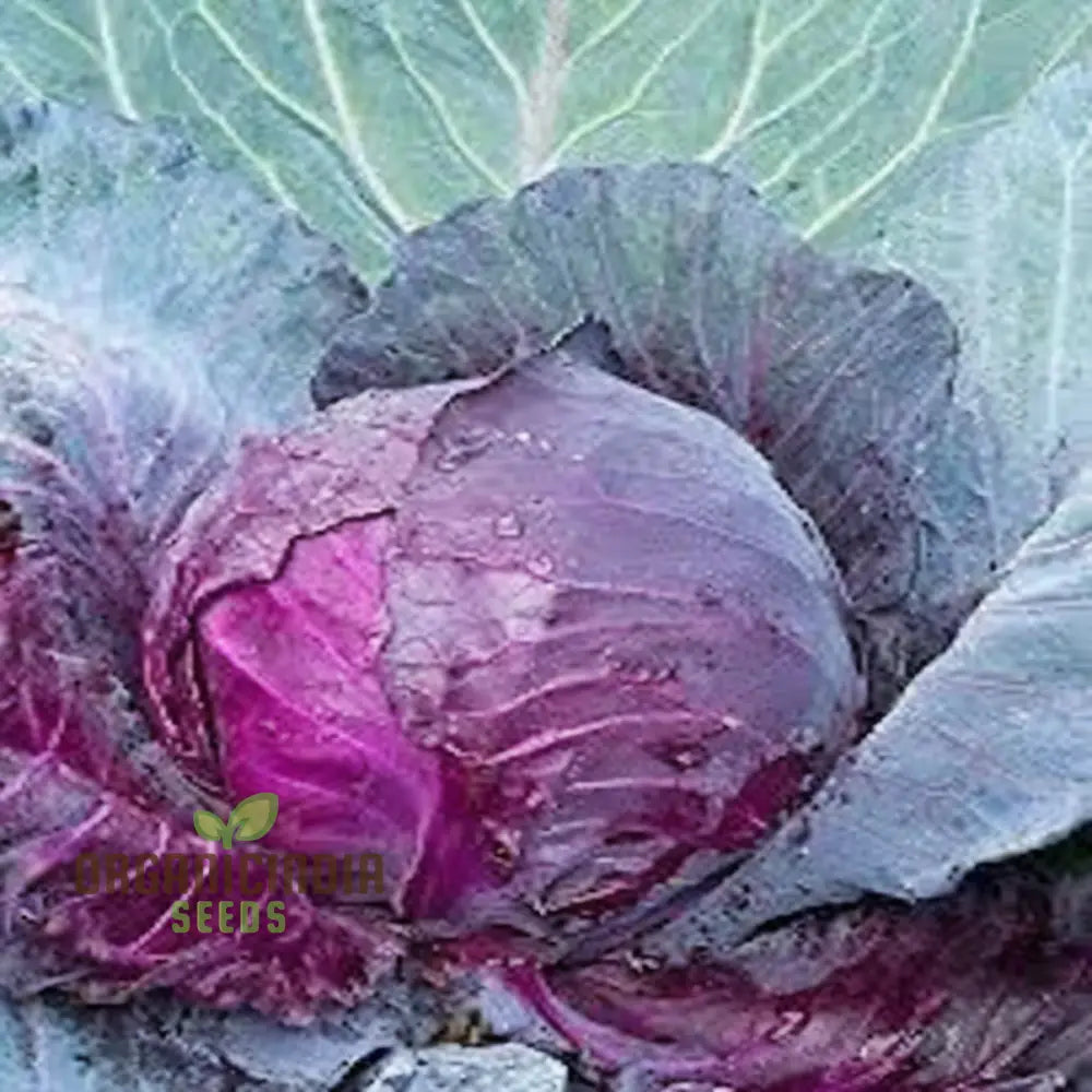 Red Cabbage Vegetable Seeds Cultivating Vibrant And Nutrient-Rich Additions To Your Garden