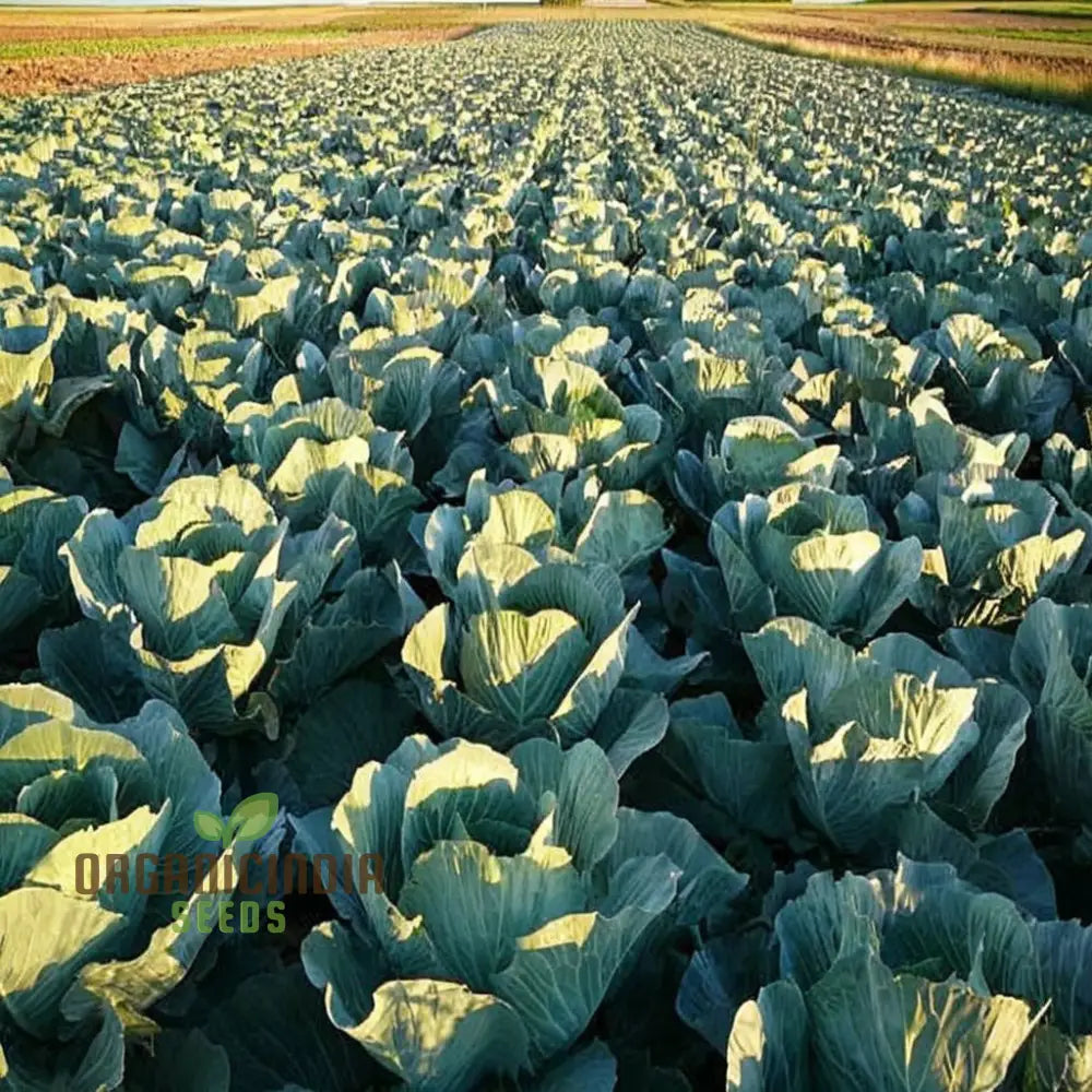 Red Cabbage Vegetable Seeds Cultivating Vibrant And Nutrient-Rich Additions To Your Garden