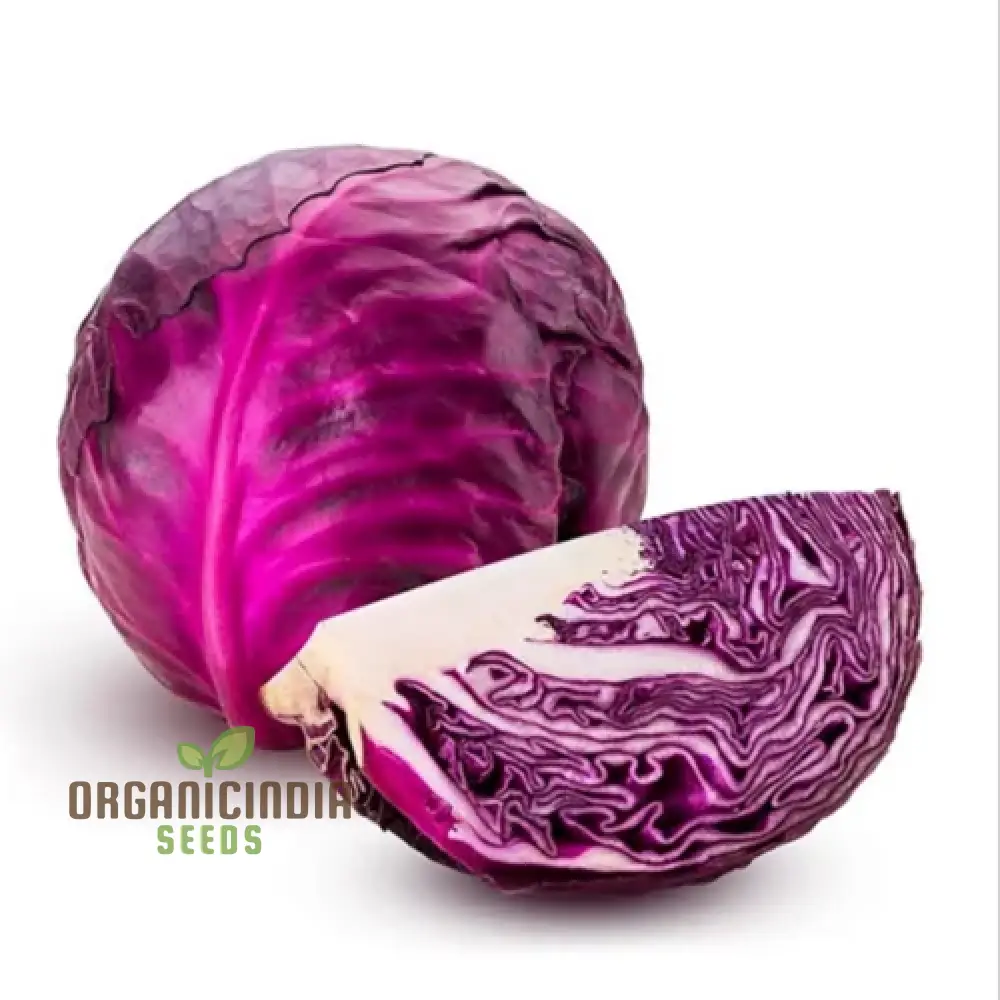 Red Cabbage Vegetable Seeds Cultivating Vibrant And Nutrient-Rich Additions To Your Garden