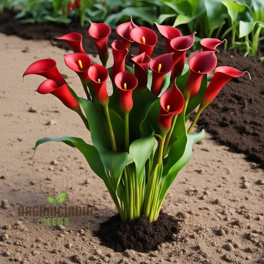 Red Calla Lily Zantedeschia Flower Seeds Richly Hued Blooms For Elegant Garden Perennials