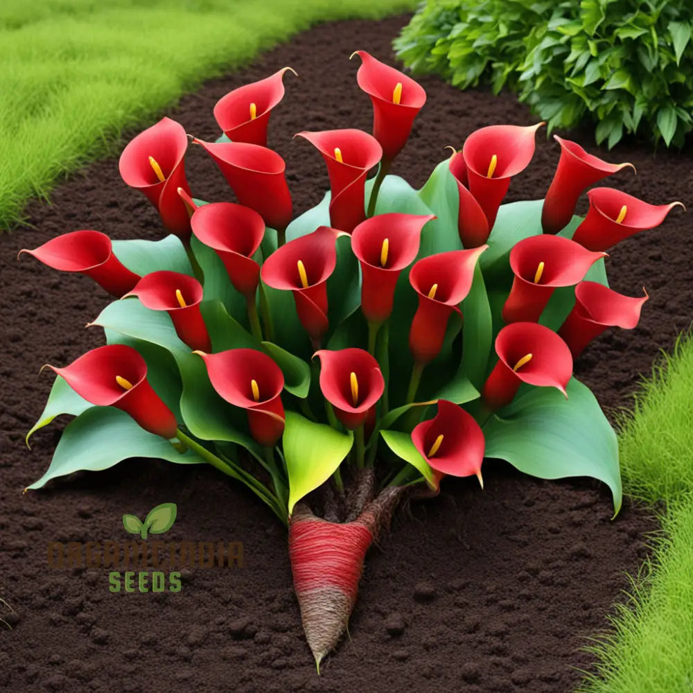 Red Calla Lily Zantedeschia Flower Seeds Richly Hued Blooms For Elegant Garden Perennials