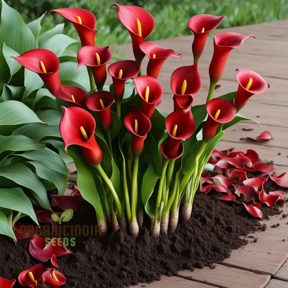 Red Calla Lily Zantedeschia Flower Seeds Richly Hued Blooms For Elegant Garden Perennials