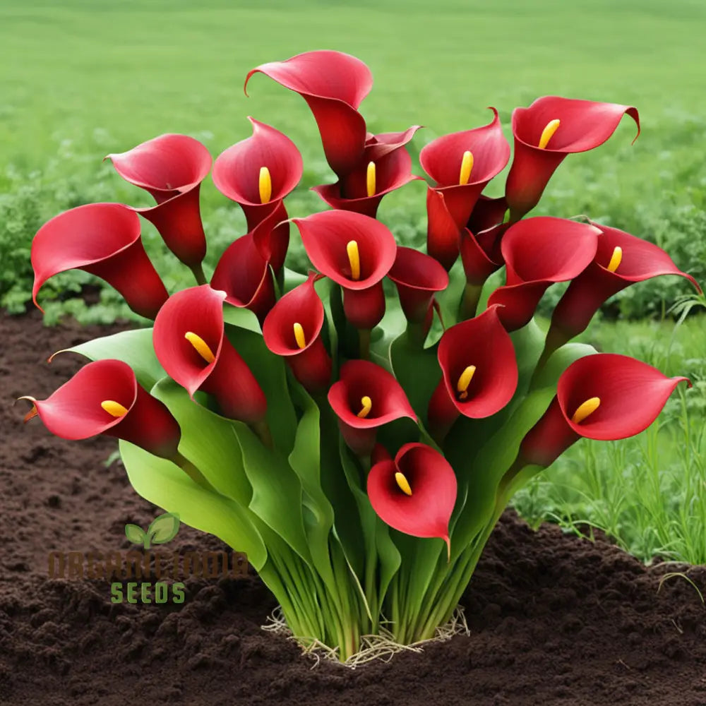 Red Calla Lily Zantedeschia Flower Seeds Richly Hued Blooms For Elegant Garden Perennials