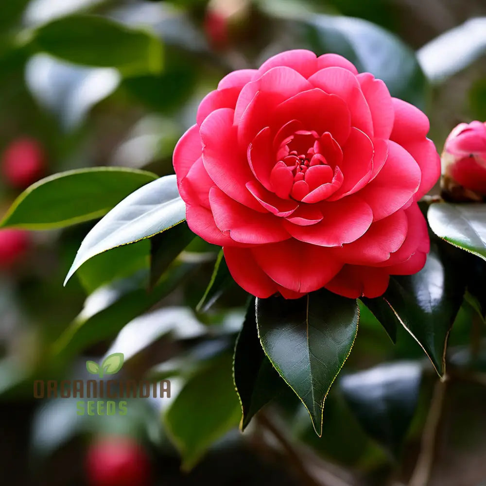 Red Camellia Flower Seeds Cultivate Garden Elegance With Premium Blooms Perennials