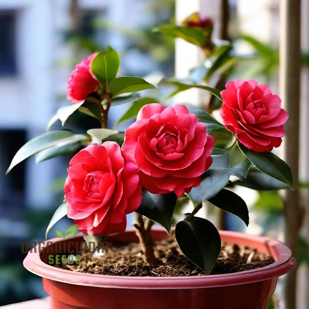 Red Camellia Flower Seeds Cultivate Garden Elegance With Premium Blooms Perennials