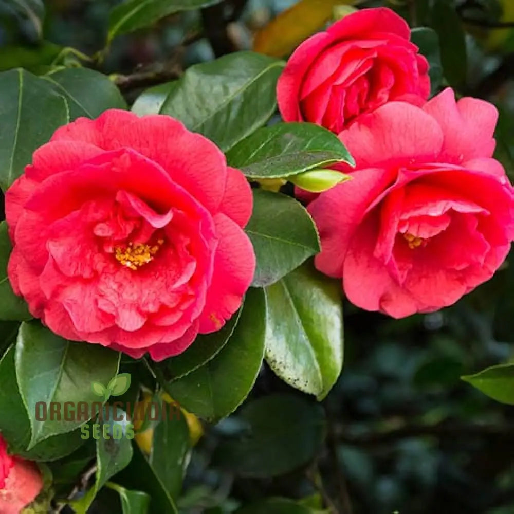 Red Camellia Japonica All Season Flower Seeds - Premium For Planting And Growing Beautiful Camellias