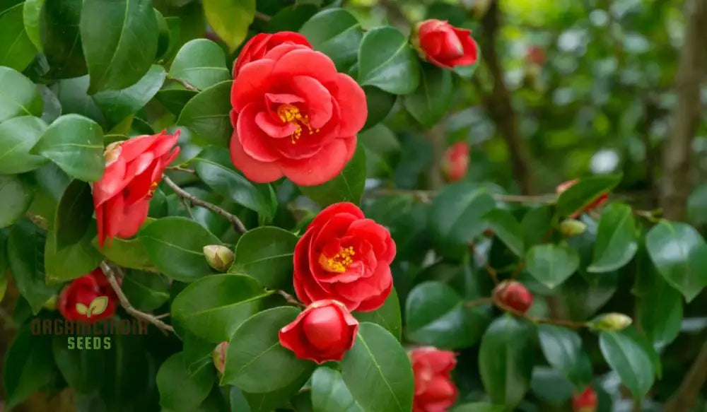 Red Camellia Japonica All Season Flower Seeds - Premium For Planting And Growing Beautiful Camellias