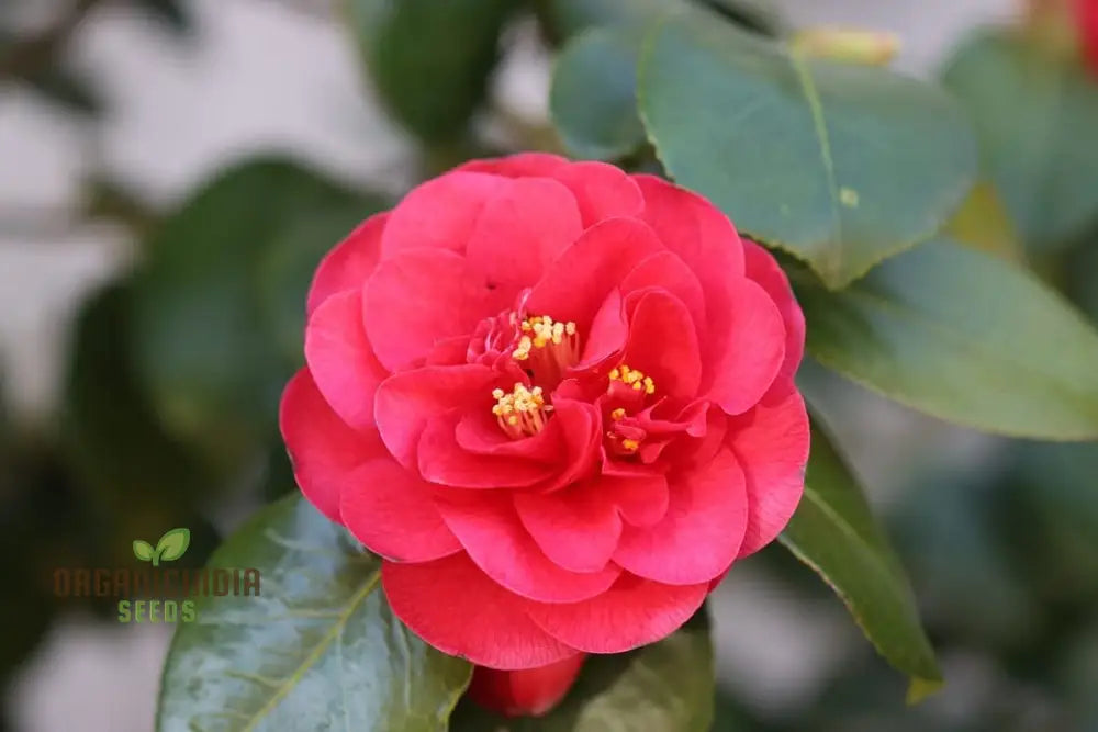 Red Camellia Japonica All Season Flower Seeds - Premium For Planting And Growing Beautiful Camellias