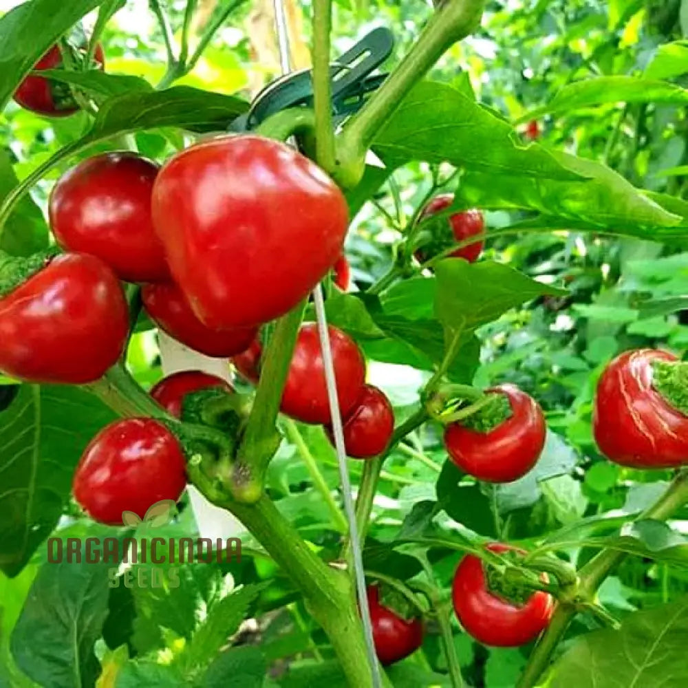 Red Cherry Sweet Pepper Seeds - Organic Flower For Planting