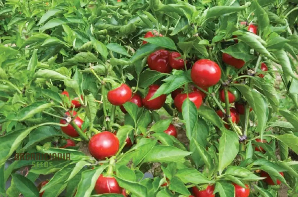 Red Cherry Sweet Pepper Seeds - Organic Flower For Planting