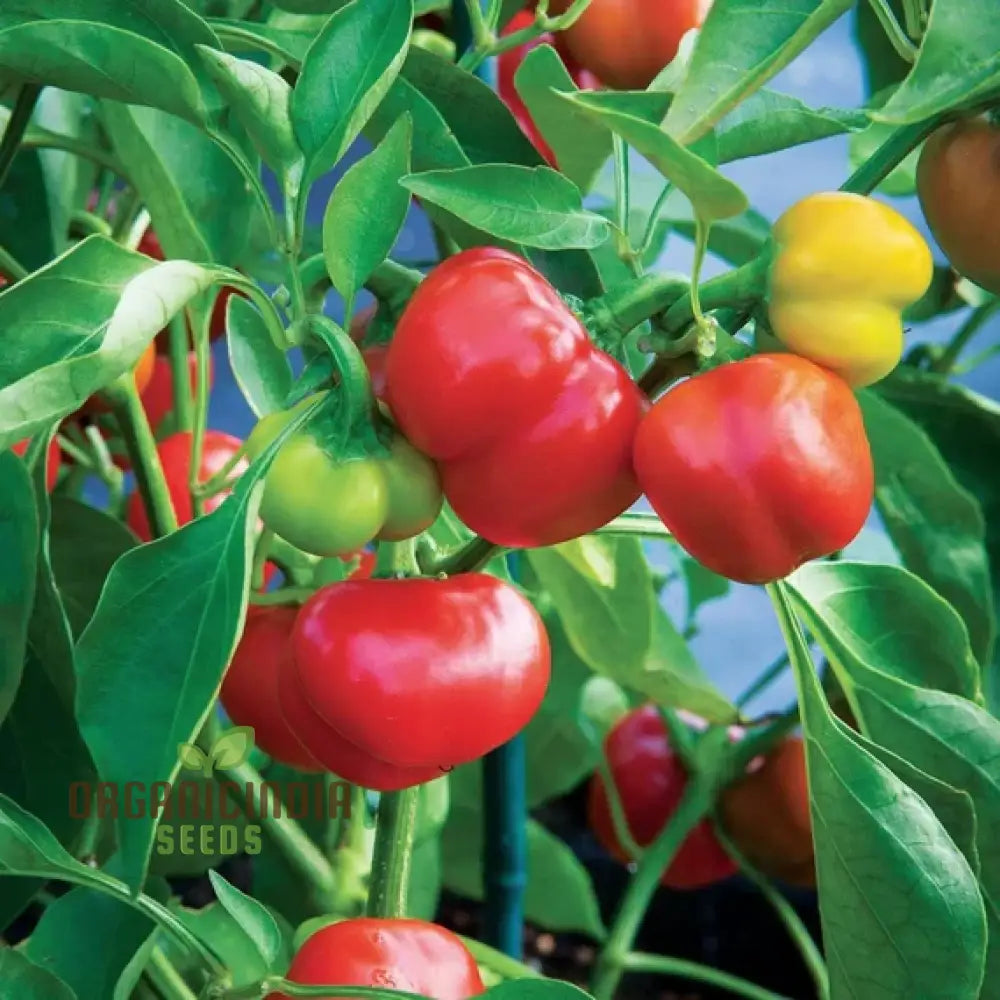 Red Cherry Sweet Pepper Seeds - Organic Flower For Planting