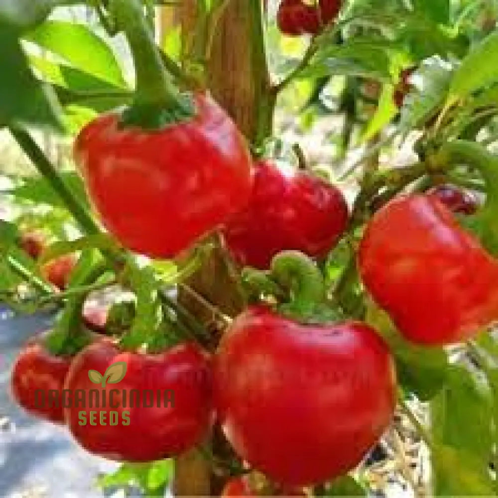 Red Cherry Sweet Pepper Seeds - Organic Flower For Planting