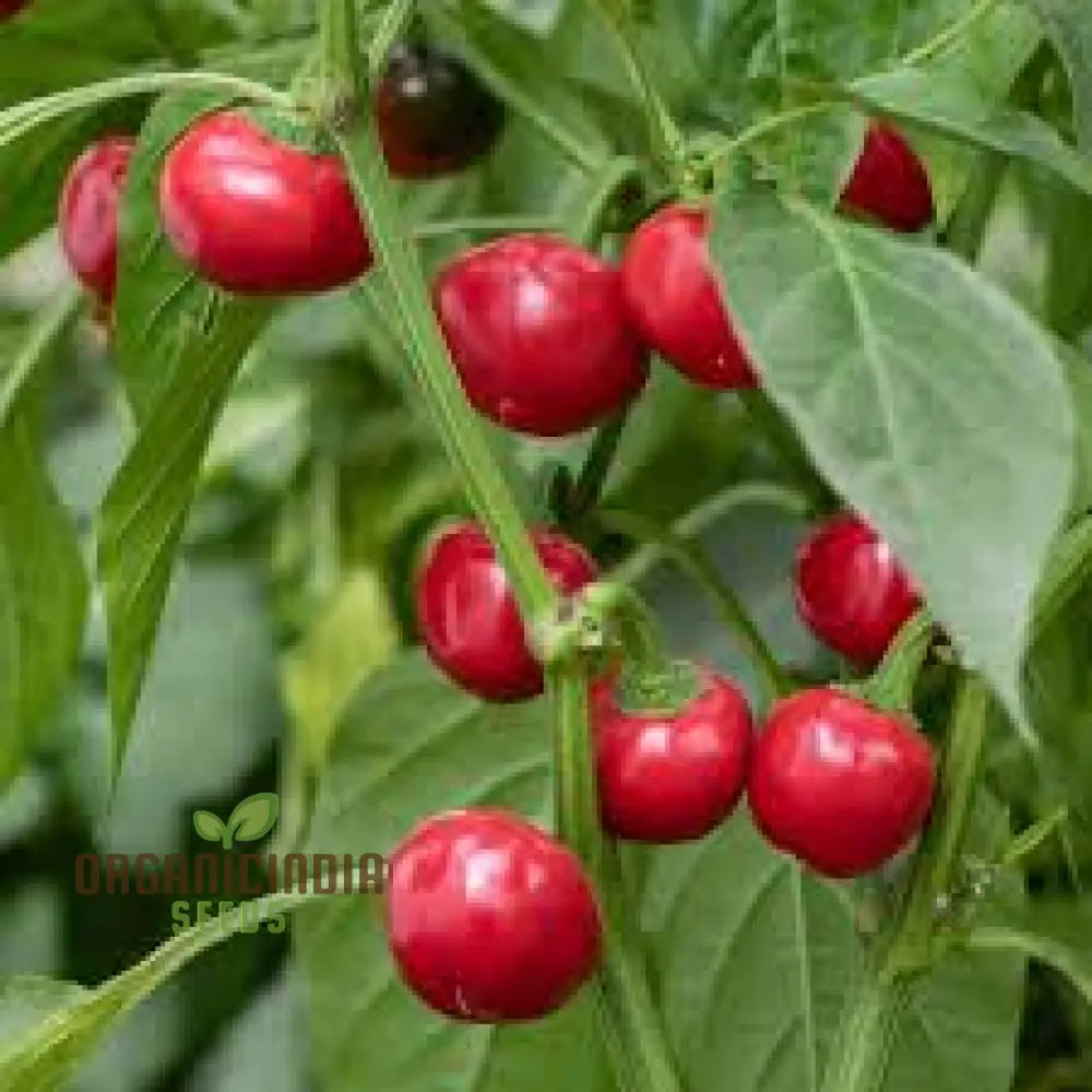 Red Cherry Sweet Pepper Seeds - Organic Flower For Planting