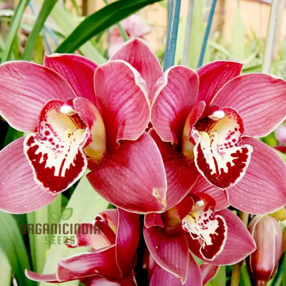 Red Chinese Cymbidium Orchid Flower Seeds For Gardening Enthusiasts - Rare Exquisite Garden Blooms