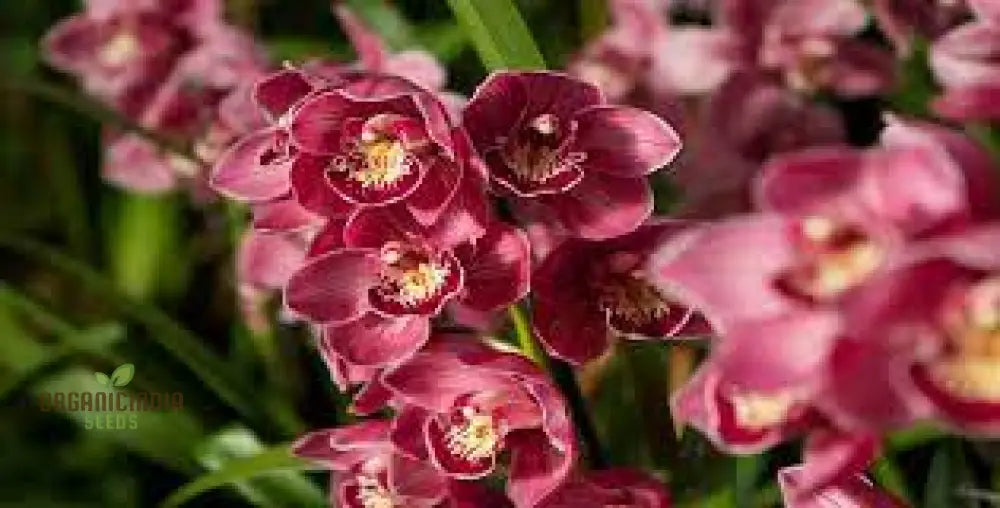 Red Chinese Cymbidium Orchid Flower Seeds For Gardening Enthusiasts - Rare Exquisite Garden Blooms