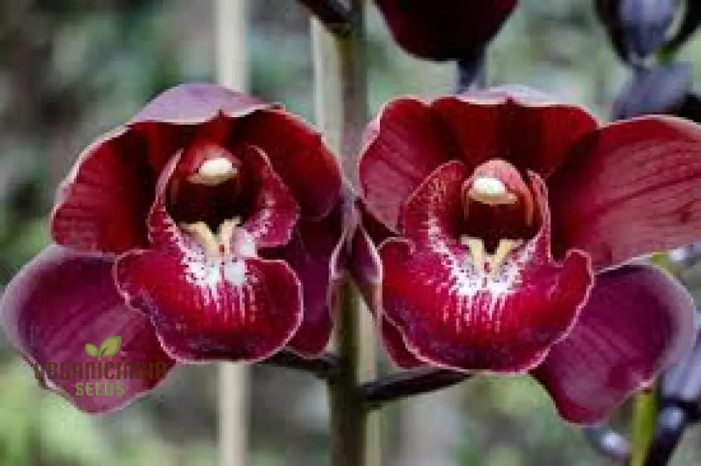 Red Chinese Cymbidium Orchid Flower Seeds For Gardening Enthusiasts - Rare Exquisite Garden Blooms