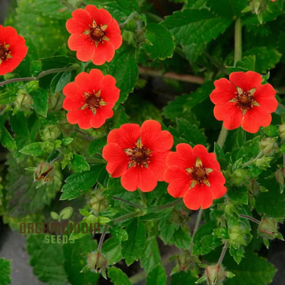 Red Cinquefoil Beautiful Flowers Seeds | Premium Flower For Planting & Gardening Delights Seeds