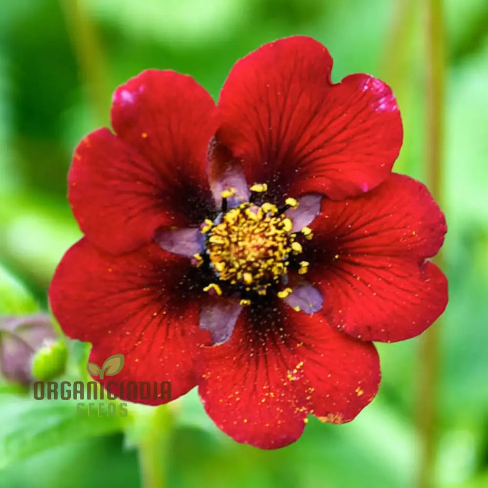 Red Cinquefoil Beautiful Flowers Seeds | Premium Flower For Planting & Gardening Delights Seeds