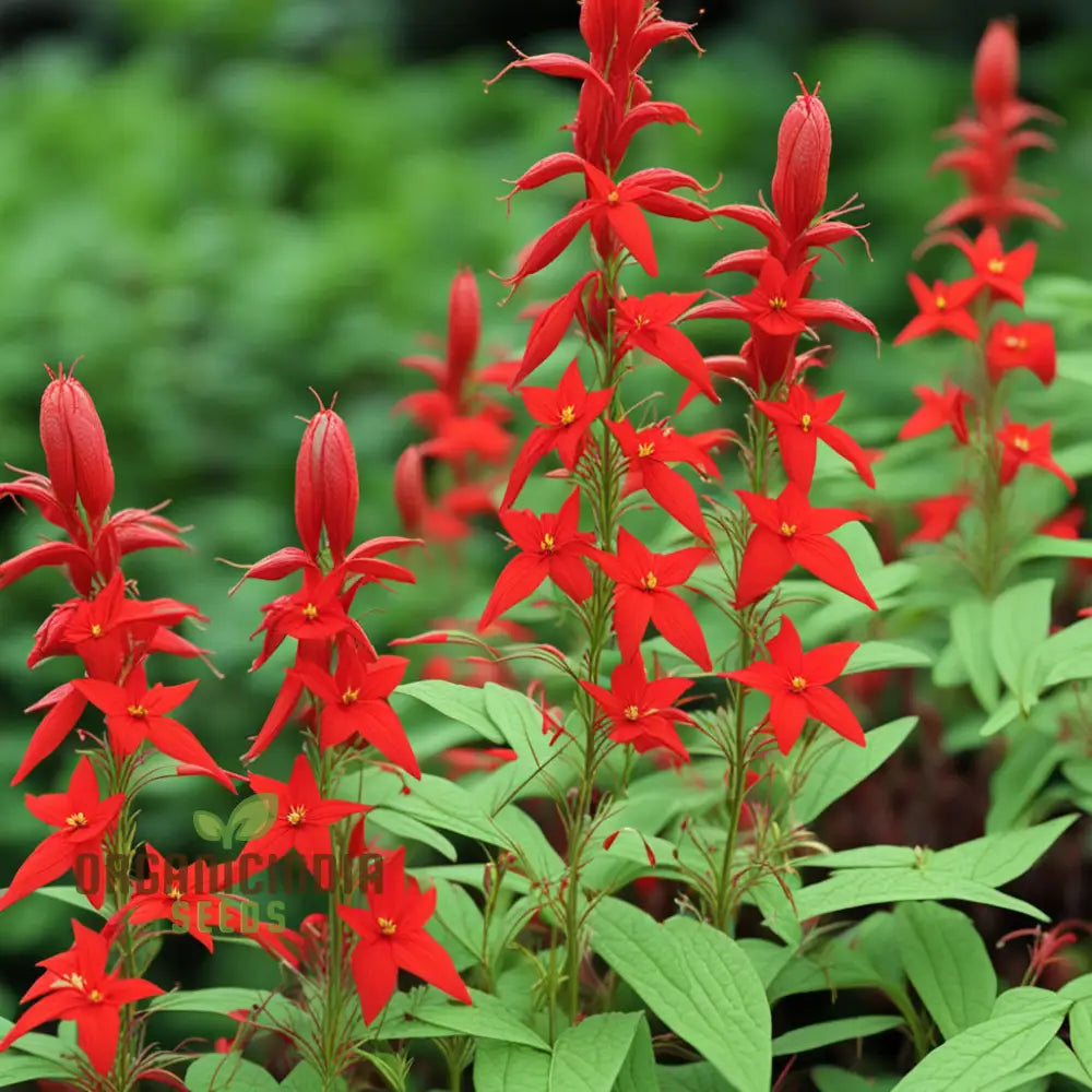 Red Climber Cardinal Flower Seeds Easy-To-Grow For Vibrant Garden Blooms And Planting Climbers