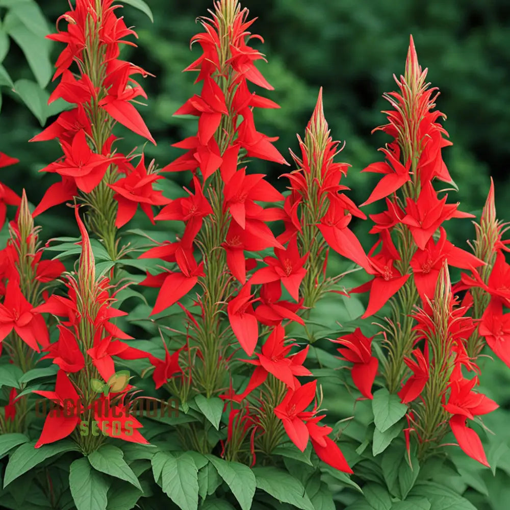 Red Climber Cardinal Flower Seeds Easy-To-Grow For Vibrant Garden Blooms And Planting Climbers