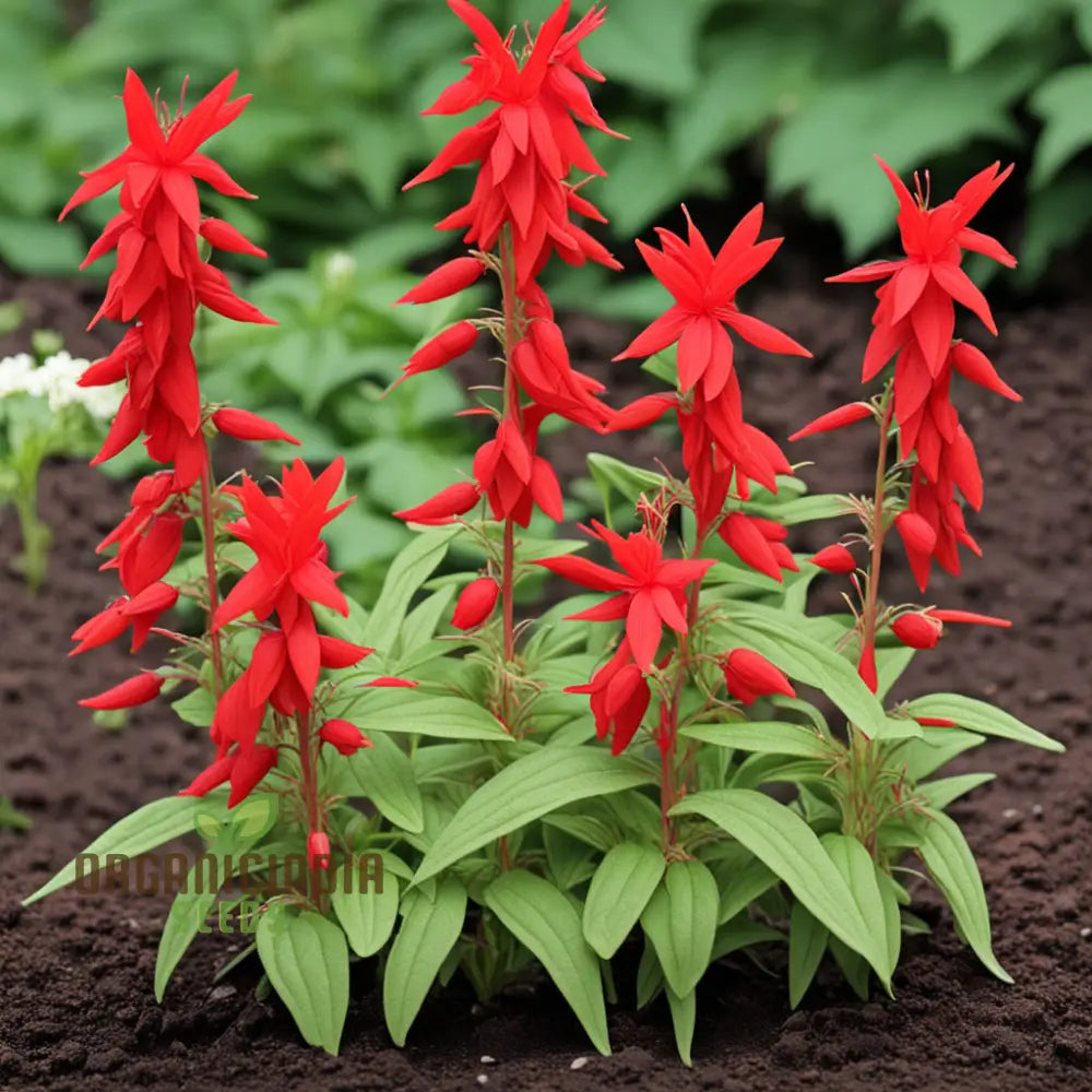 Red Climber Cardinal Flower Seeds Easy-To-Grow For Vibrant Garden Blooms And Planting Climbers