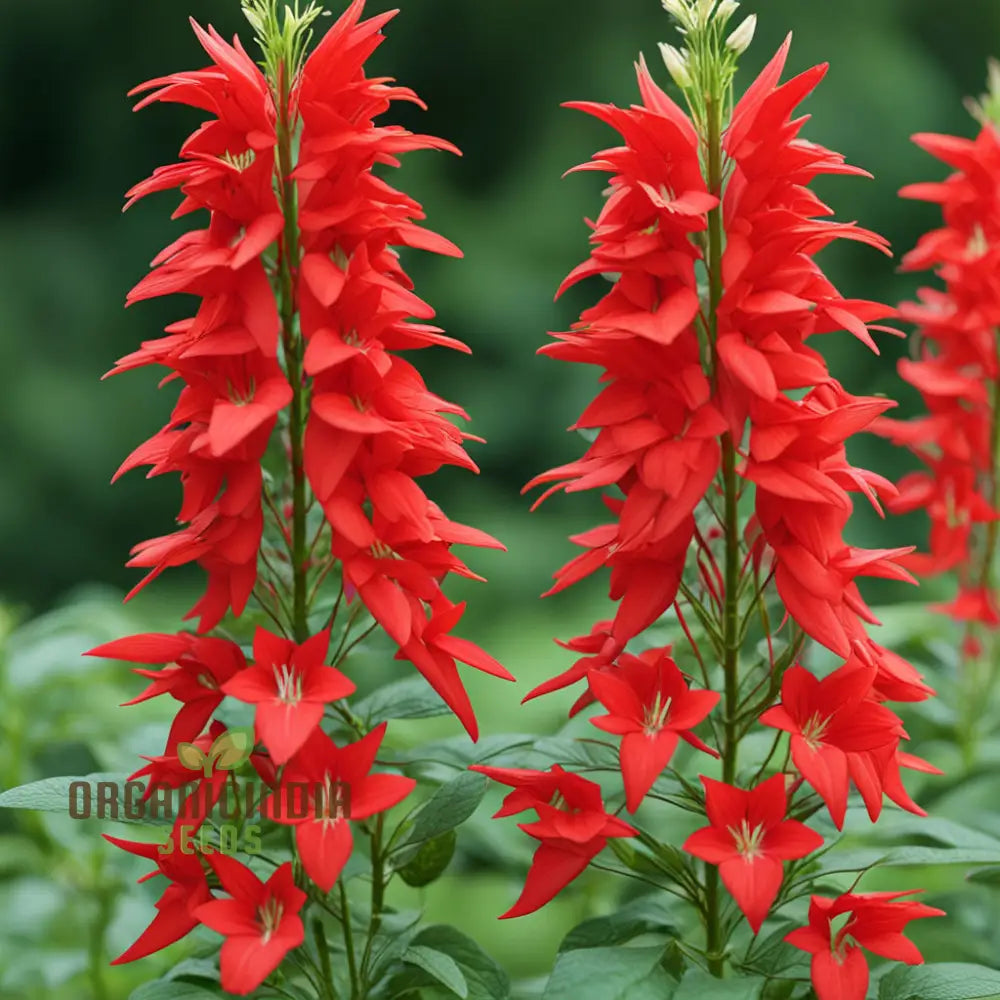 Red Climber Cardinal Flower Seeds Easy-To-Grow For Vibrant Garden Blooms And Planting Climbers