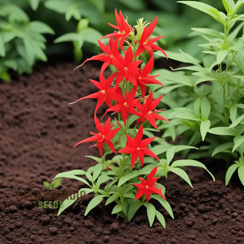 Red Climber Cardinal Flower Seeds Easy-To-Grow For Vibrant Garden Blooms And Planting Climbers