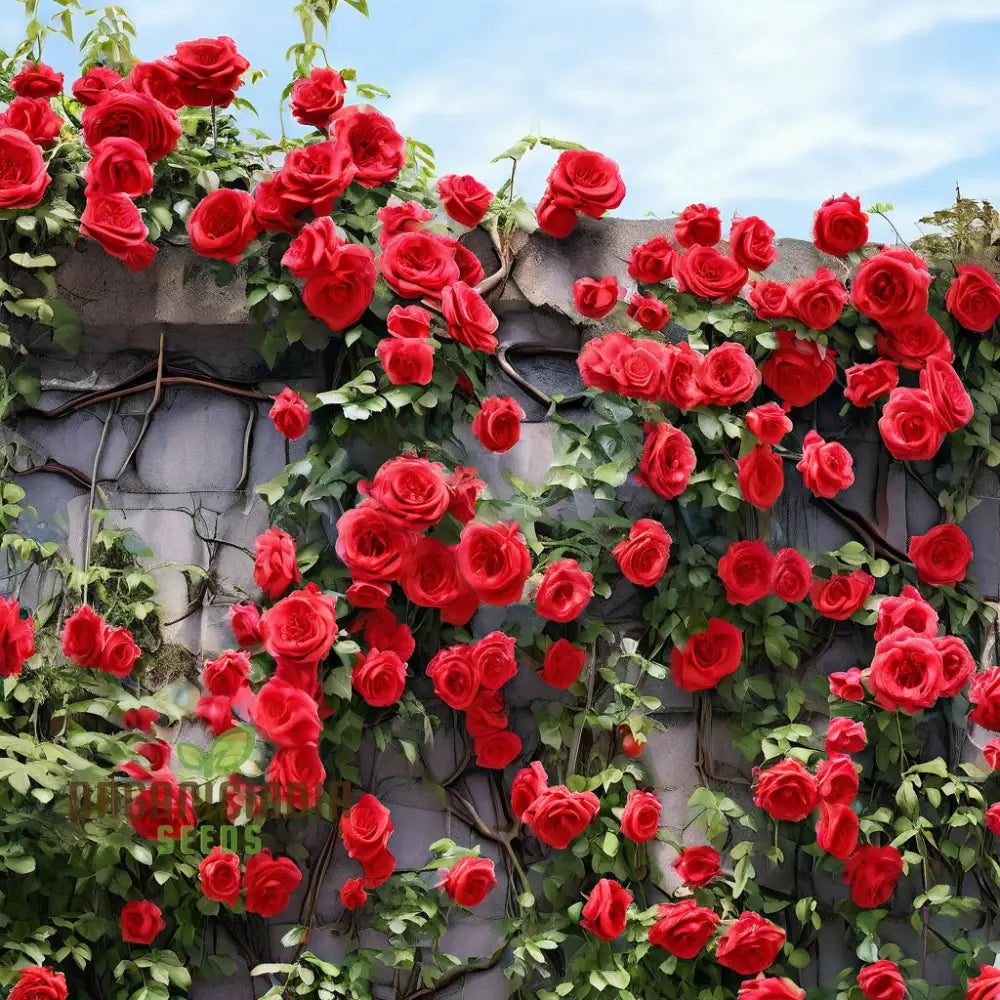 Red Climbing Rose Flower Seeds Expert Gardening Tips For Stunning Vertical Gardens Seeds