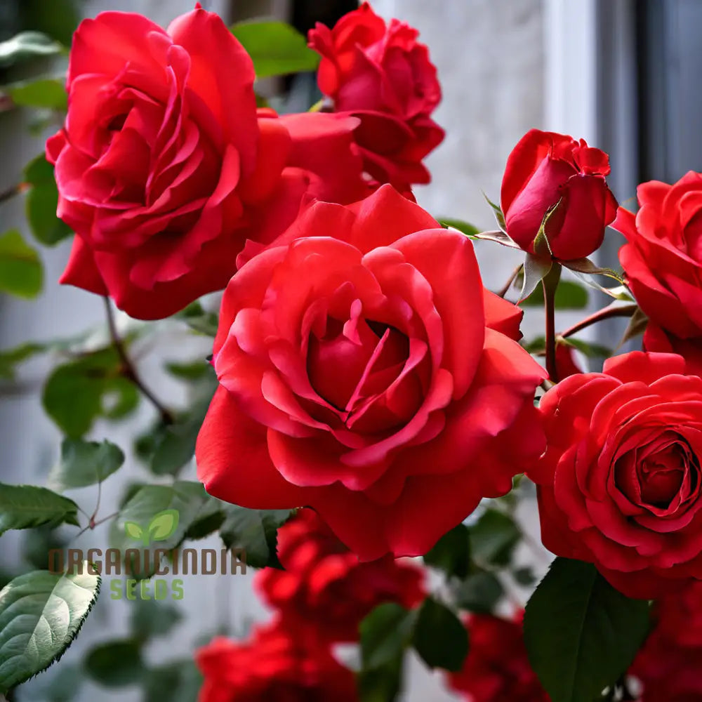 Red Climbing Rose Flower Seeds Expert Gardening Tips For Stunning Vertical Gardens Seeds