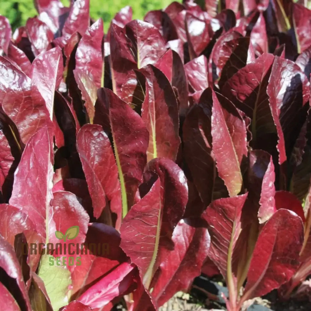 Red Cos Lettuce Seeds For Crisp Nutrient-Rich Salad Leaves – Transform Your Gardening With Fresh