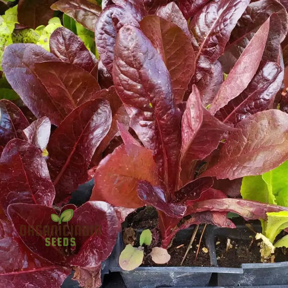 Red Cos Lettuce Seeds For Crisp Nutrient-Rich Salad Leaves – Transform Your Gardening With Fresh