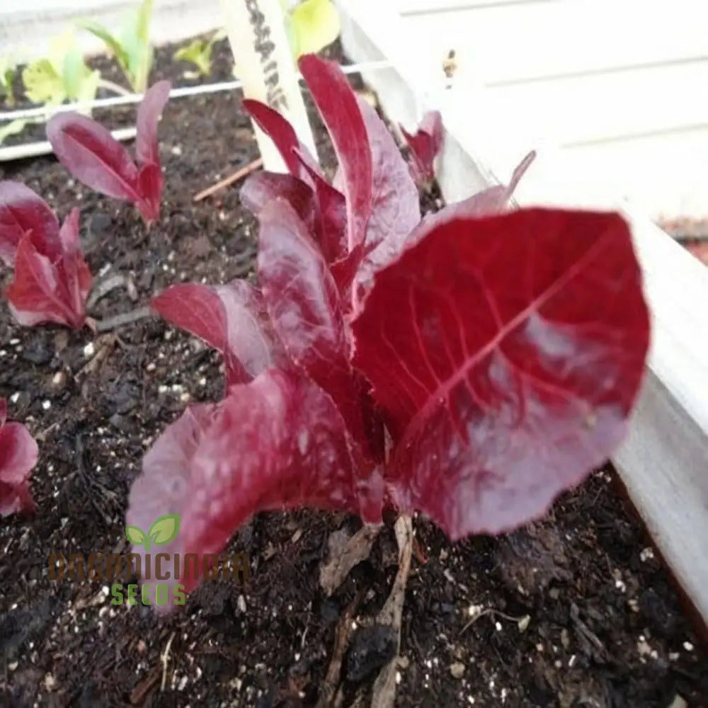 Red Cos Lettuce Seeds For Crisp Nutrient-Rich Salad Leaves – Transform Your Gardening With Fresh