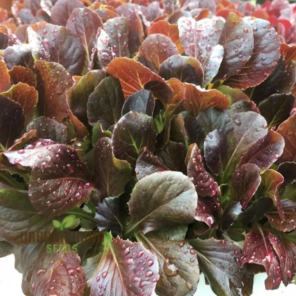 Red Cos Lettuce Seeds For Crisp Nutrient-Rich Salad Leaves – Transform Your Gardening With Fresh