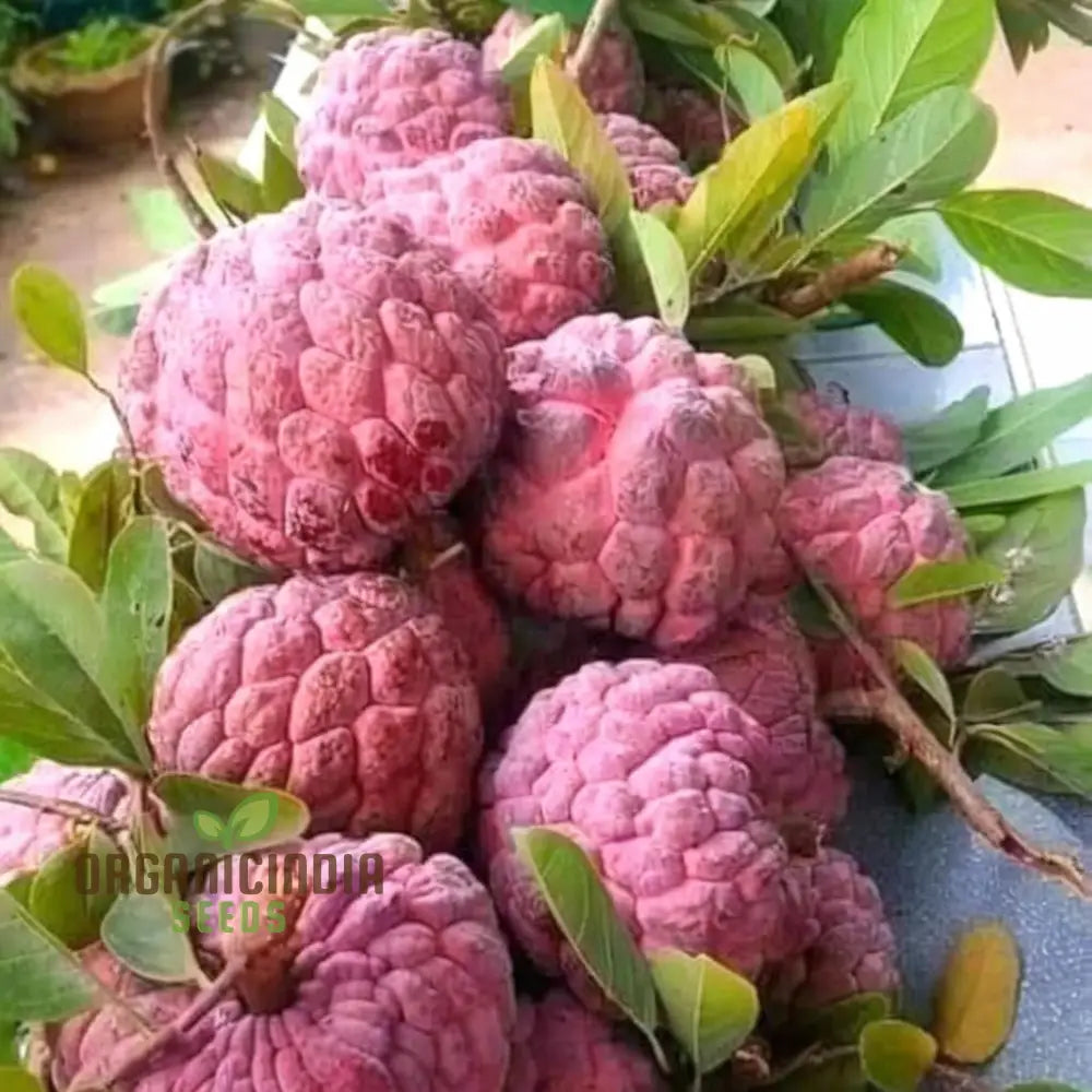 Red Custard Apple Seeds: Cultivate Deliciousness In Your Garden With Our High-Quality Gardening