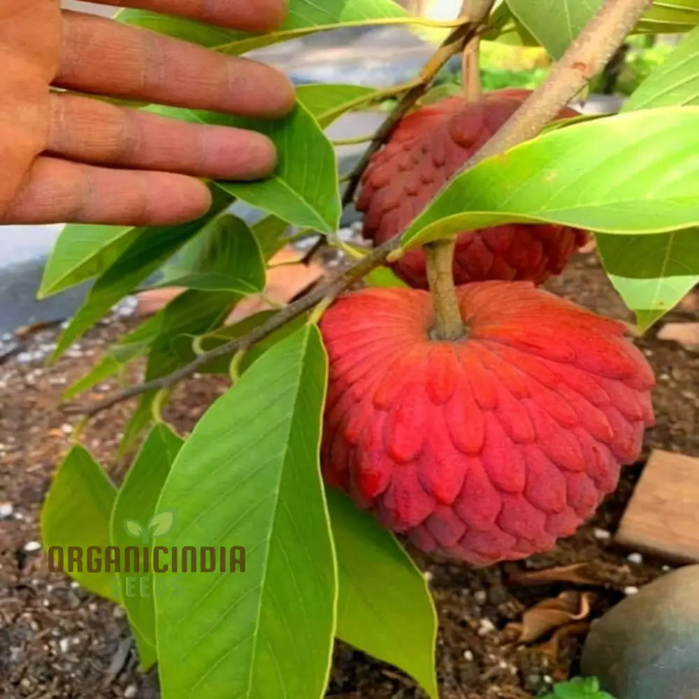 Red Custard Apple Seeds: Cultivate Deliciousness In Your Garden With Our High-Quality Gardening