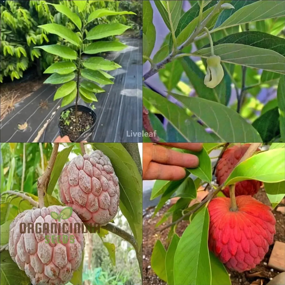 Red Custard Apple Seeds: Cultivate Deliciousness In Your Garden With Our High-Quality Gardening