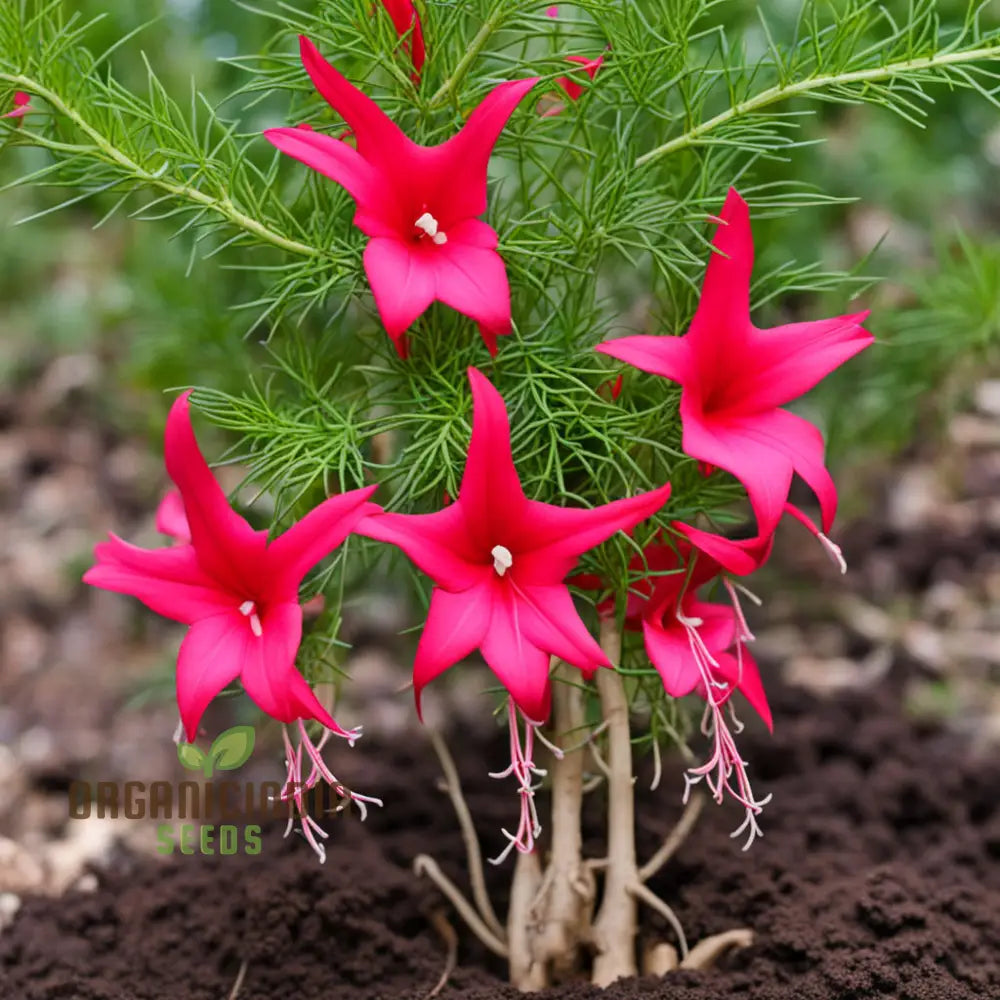 Red Cypress Flower Seeds Exquisite Deep Red Blooms For Your Garden Annuals