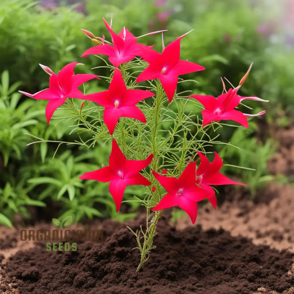 Red Cypress Flower Seeds Exquisite Deep Red Blooms For Your Garden Annuals