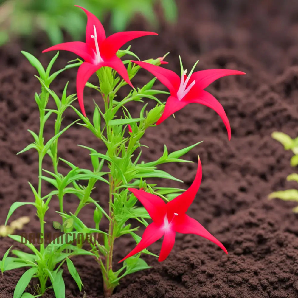 Red Cypress Flower Seeds Exquisite Deep Red Blooms For Your Garden Annuals