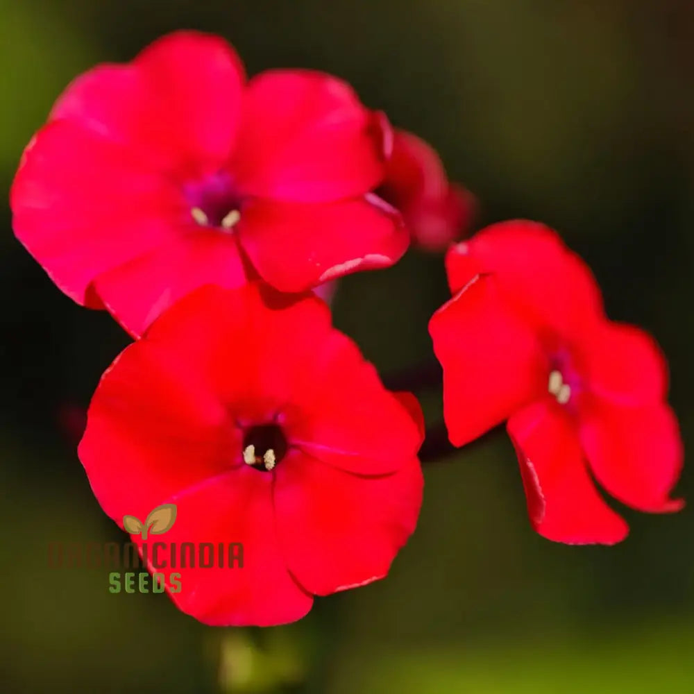 Red Drummond Phlox Flower Seeds - Brilliant Blooms For Vibrant Garden Borders Seeds