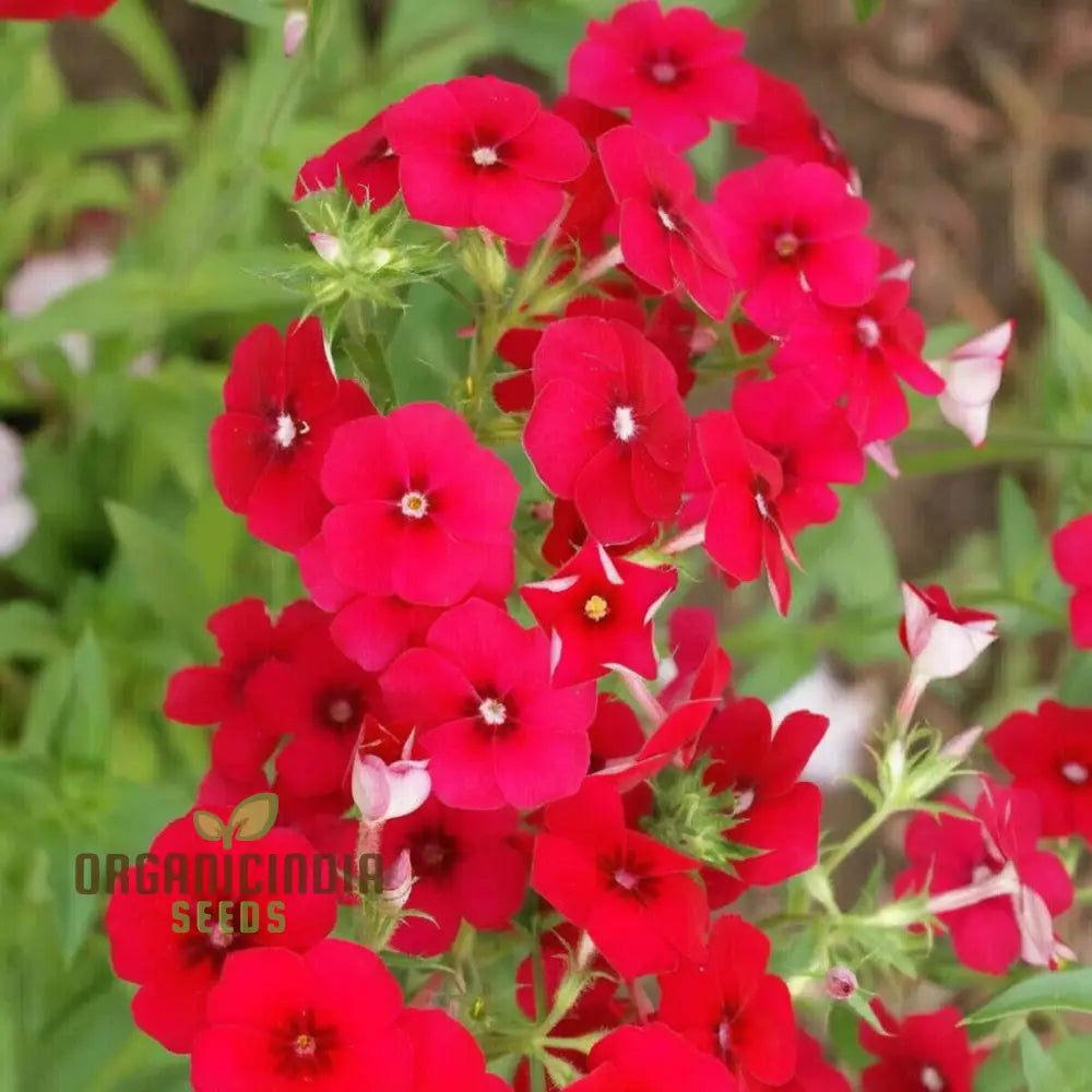 Red Drummond Phlox Flower Seeds - Brilliant Blooms For Vibrant Garden Borders Seeds