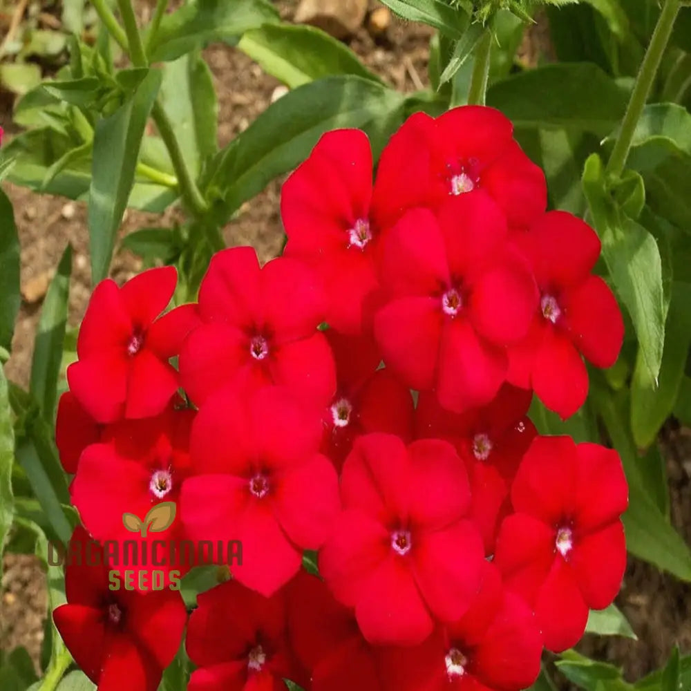 Red Drummond Phlox Flower Seeds - Brilliant Blooms For Vibrant Garden Borders Seeds