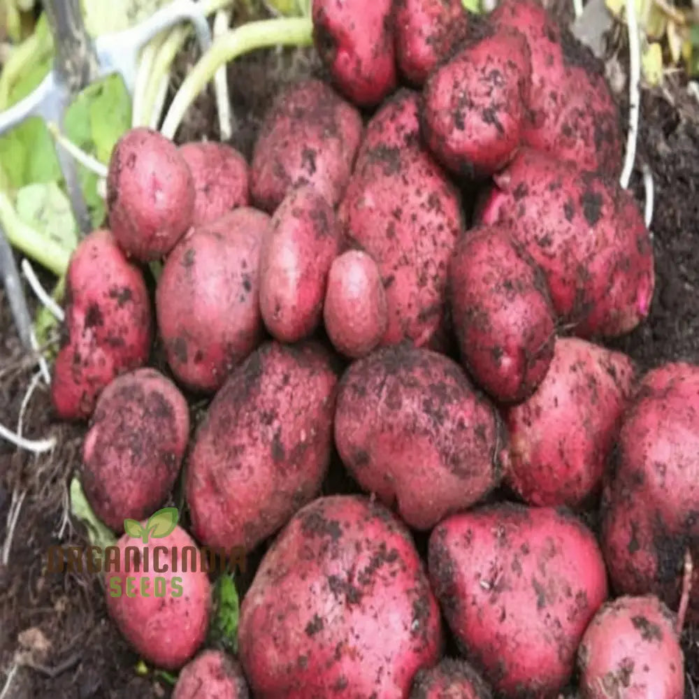 Red Duke Of York Vegetable Seeds Heirloom Potato Variety For Home Gardening Early Season Easy To