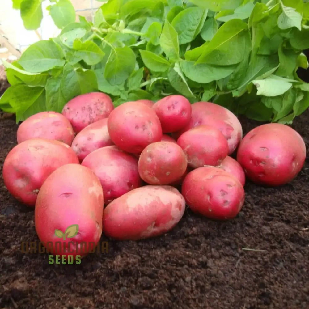 Red Duke Of York Vegetable Seeds Heirloom Potato Variety For Home Gardening Early Season Easy To