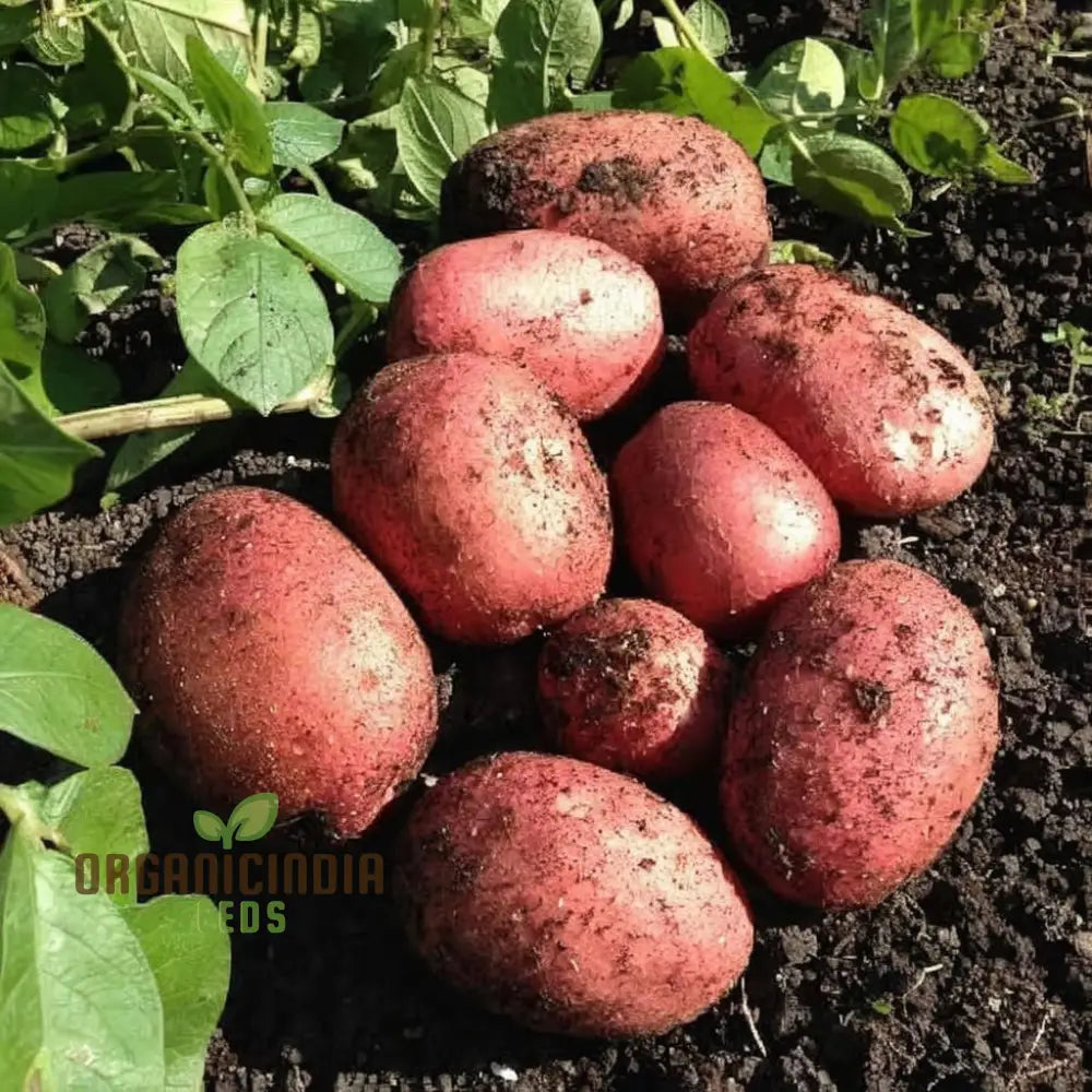 Red Duke Of York Vegetable Seeds Heirloom Potato Variety For Home Gardening Early Season Easy To