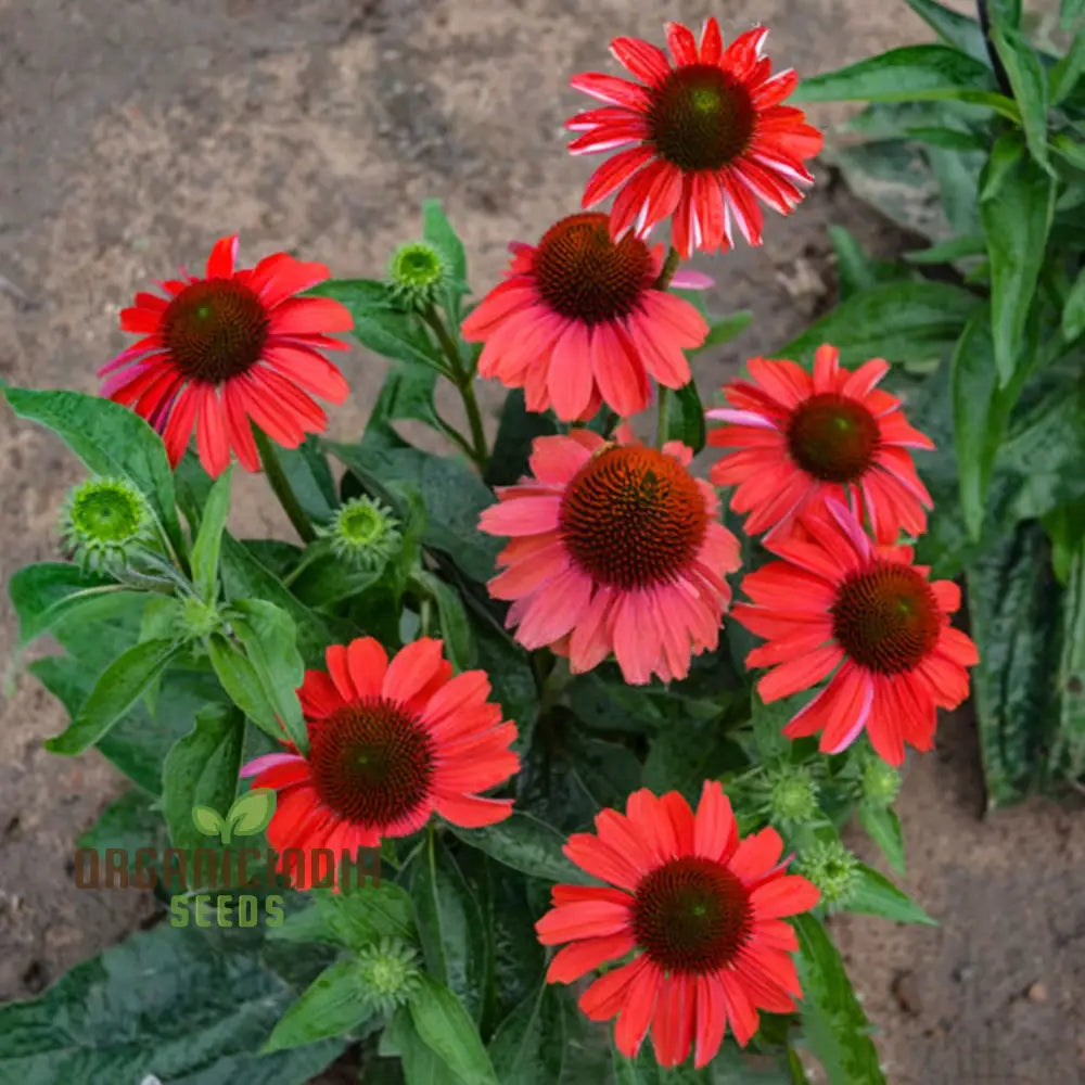 Red Echinacea Flower Seeds A Comprehensive Guide To Planting And Gardening Success