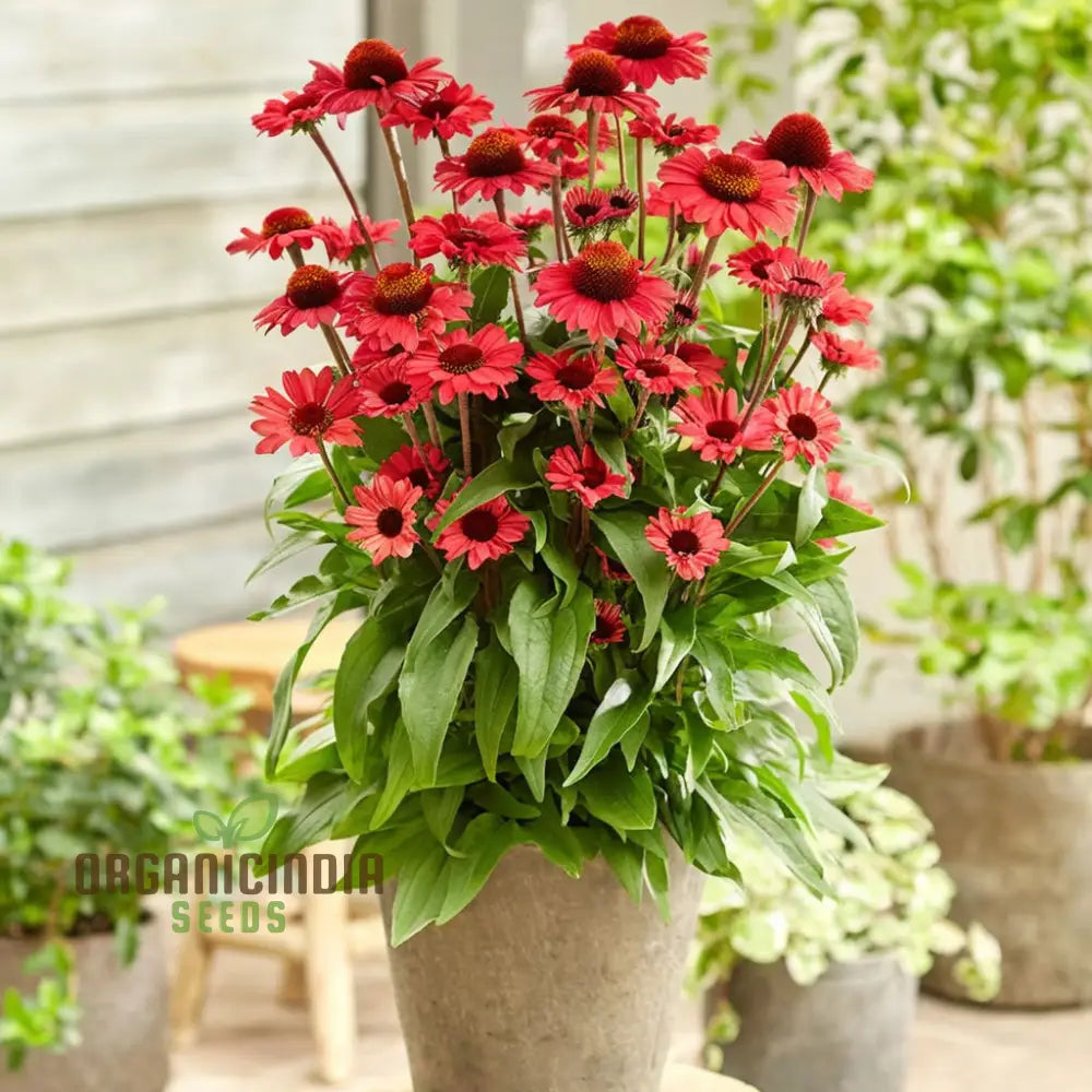 Red Echinacea Flower Seeds A Comprehensive Guide To Planting And Gardening Success