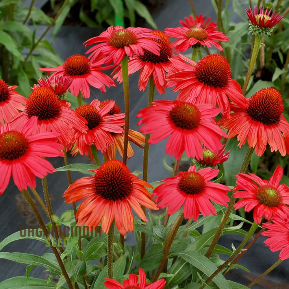 Red Echinacea Flower Seeds A Comprehensive Guide To Planting And Gardening Success