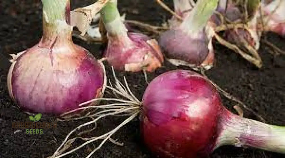 Red Electric Onion Sets For Planting - Premium Gardening Essentials For Vibrant Harvests